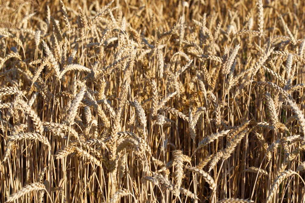 a field of wheat