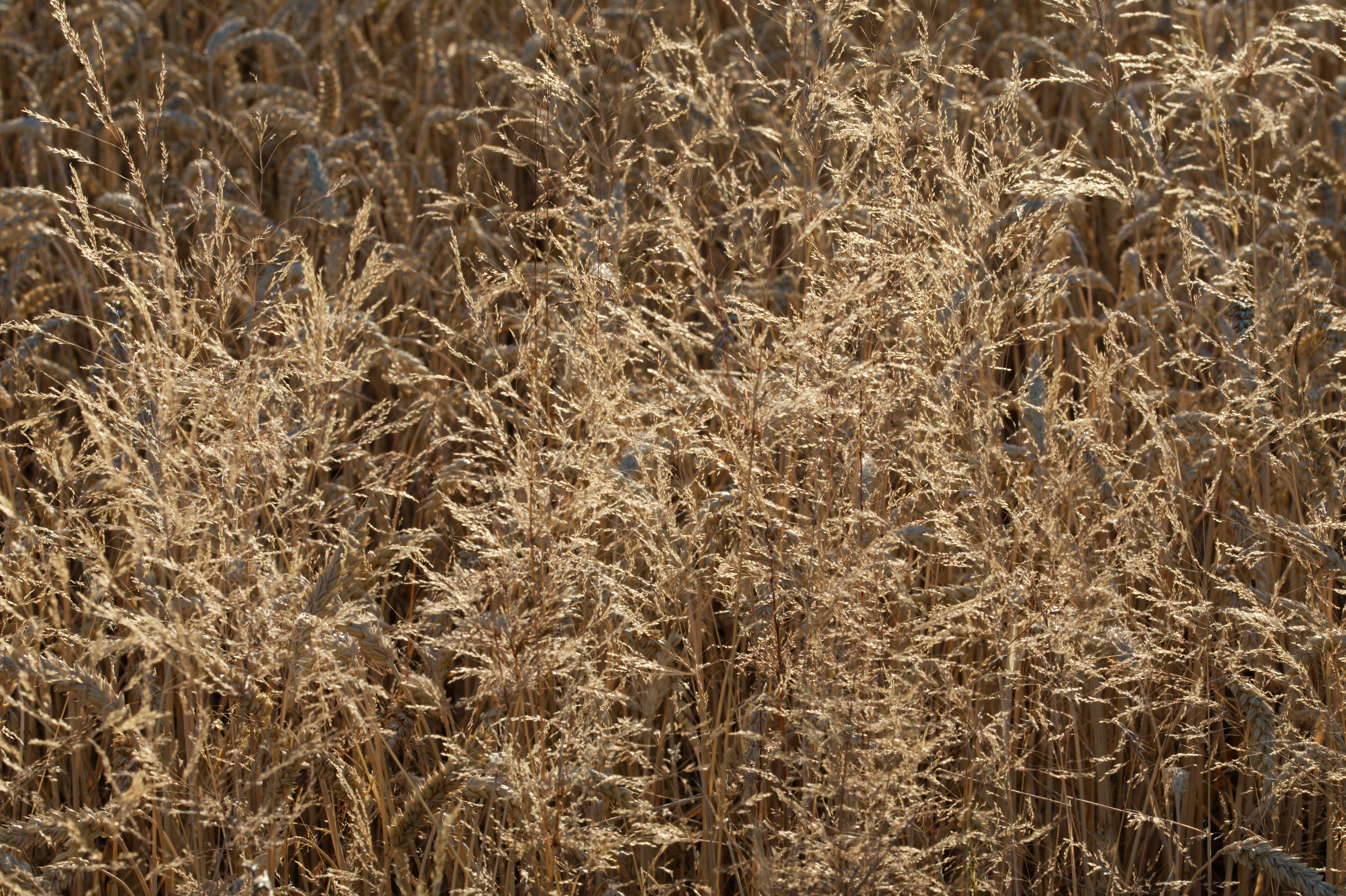 Photo by designbytholen