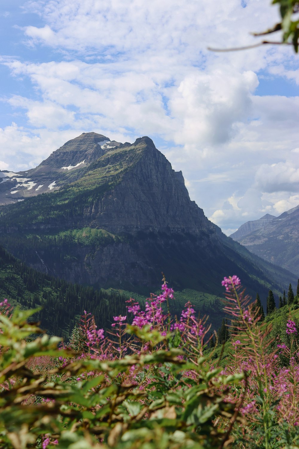 a mountain with purple flowers