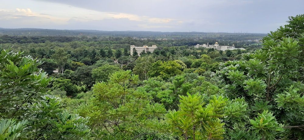 a large green forest