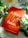 A bright red book titled 'A More Just Future' by Dolly Chugh is surrounded by greenery and white flowers. The cover includes smaller text about psychological tools for reckoning with the past and driving social change.