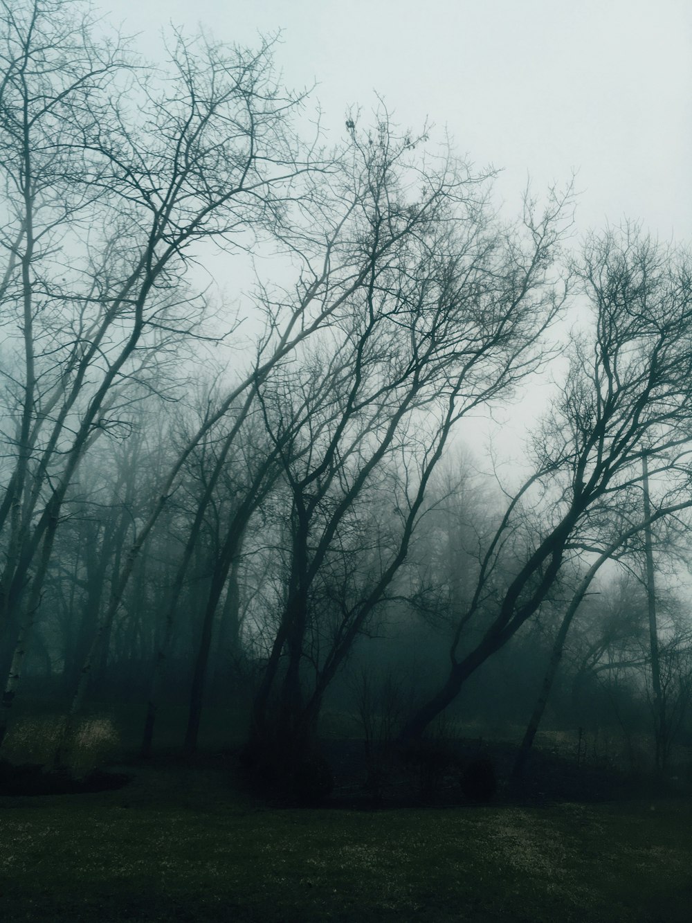 Un gruppo di alberi in un campo nebbioso