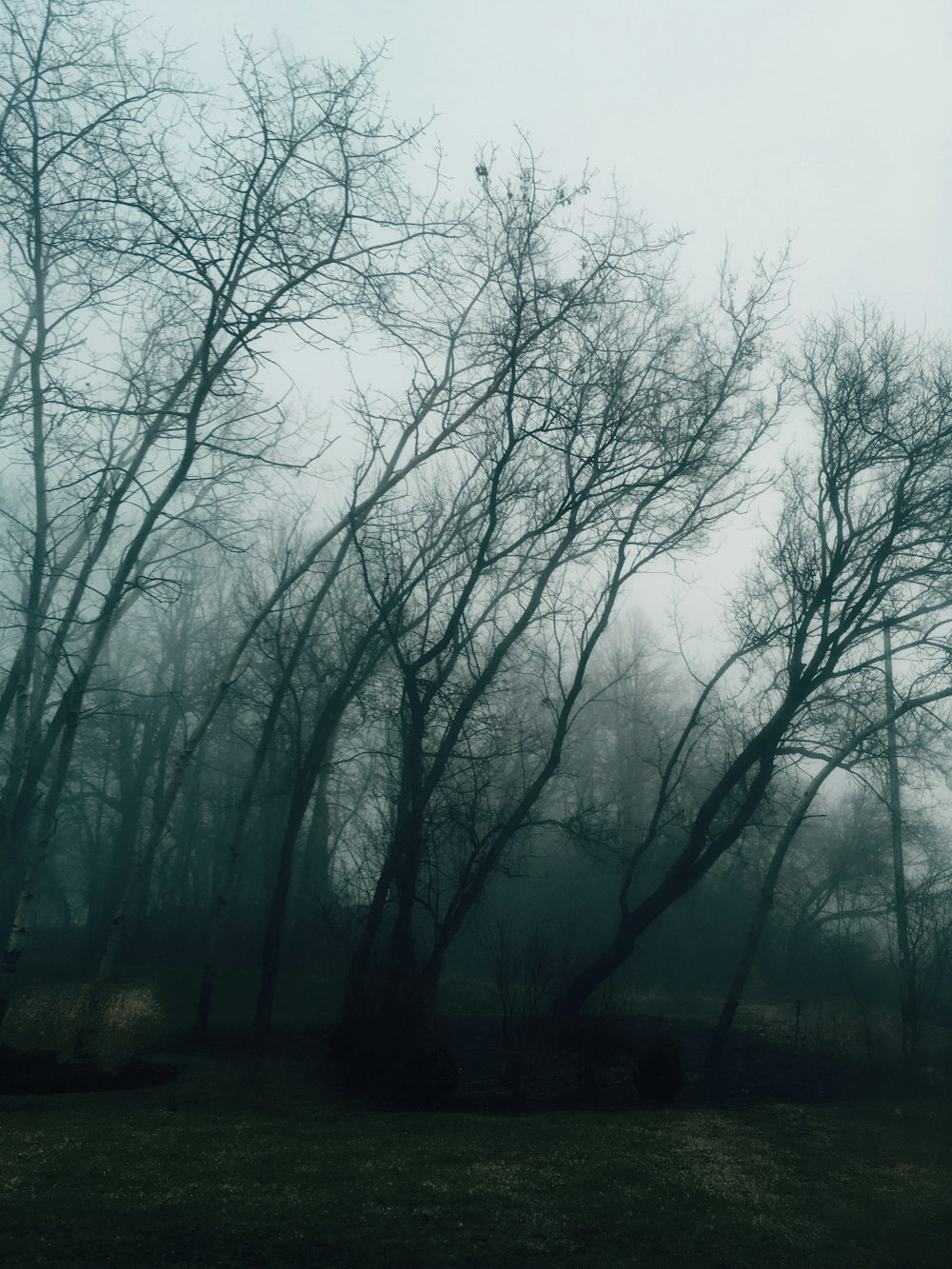 a group of trees in a foggy field