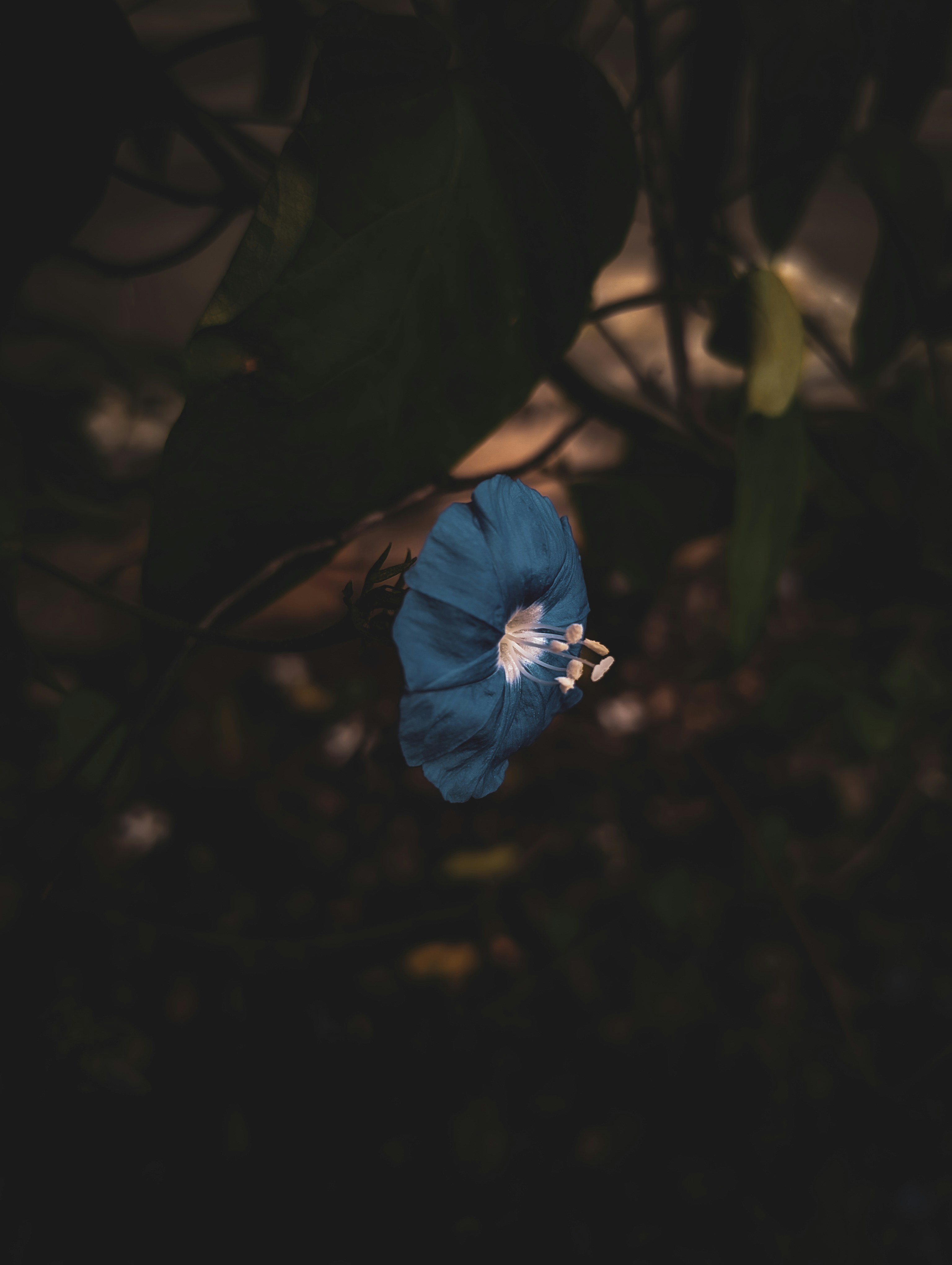 Photo by ankit_pai_n