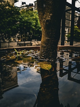 A tree trunk emerges from a reflective pool of water in a planter. Around the base of the trunk, several leaves and a small sprout float on the water's surface. The background consists of blurred greenery and a building structure, indicating an outdoor urban environment.