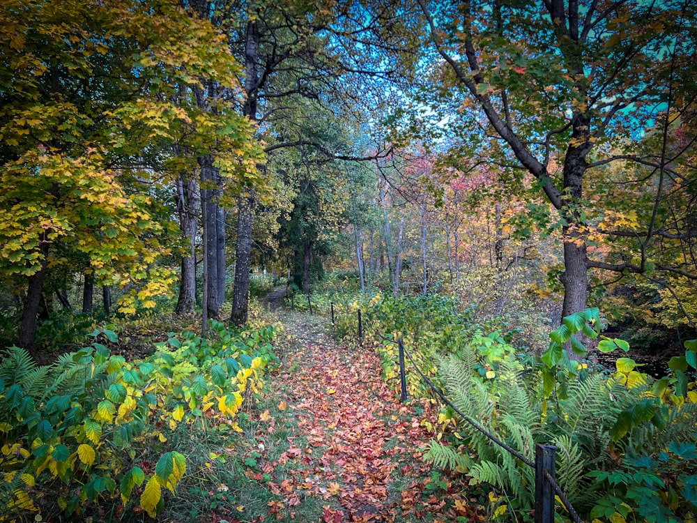 a path through a forest