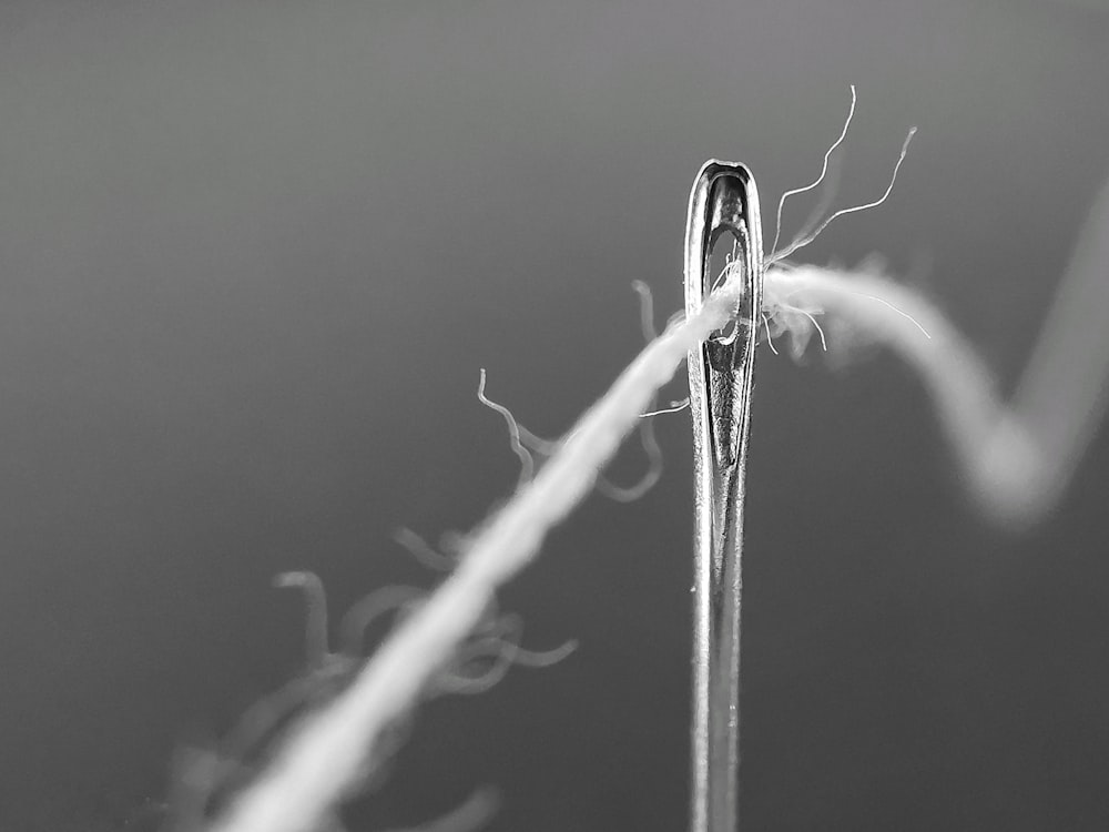 a close-up of a plant