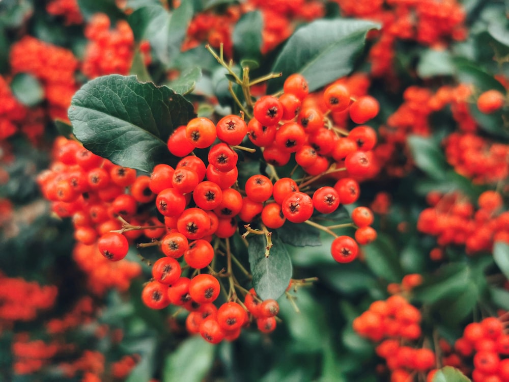 a close up of some berries