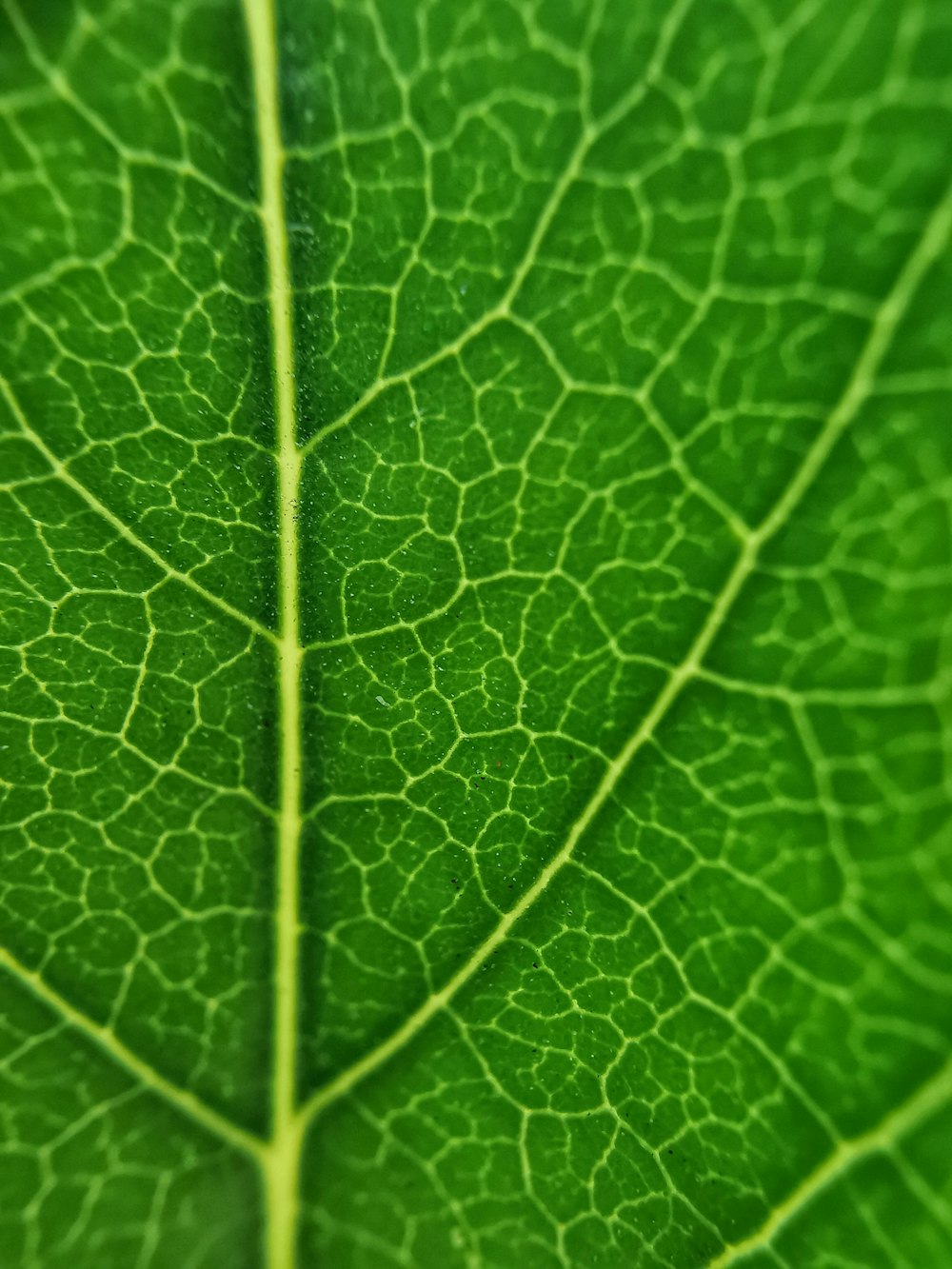 a close up of a leaf