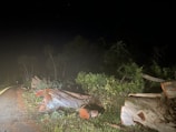 A large tree has fallen across a road at night, with broken branches and foliage visible. The scene is lit by artificial light, possibly from a vehicle's headlights.