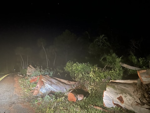 A large tree has fallen across a road at night, with broken branches and foliage visible. The scene is lit by artificial light, possibly from a vehicle's headlights.