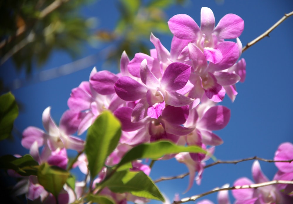 a close up of a flower