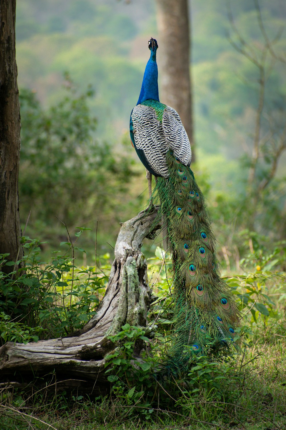 a peacock standing on a tree branch