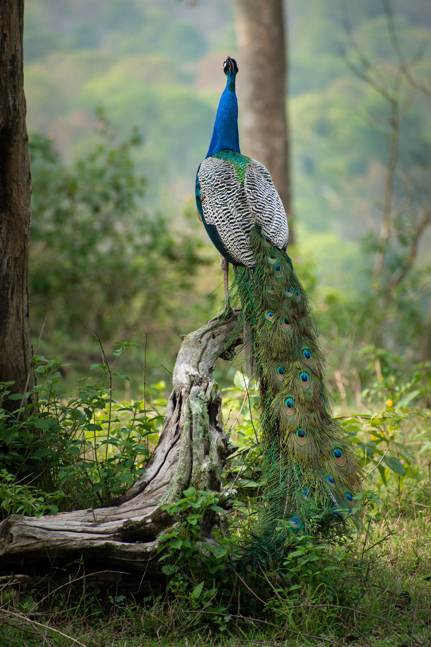 Indian peafowl in forest