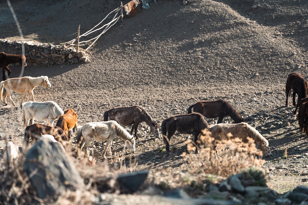 a group of horses on a dirt road