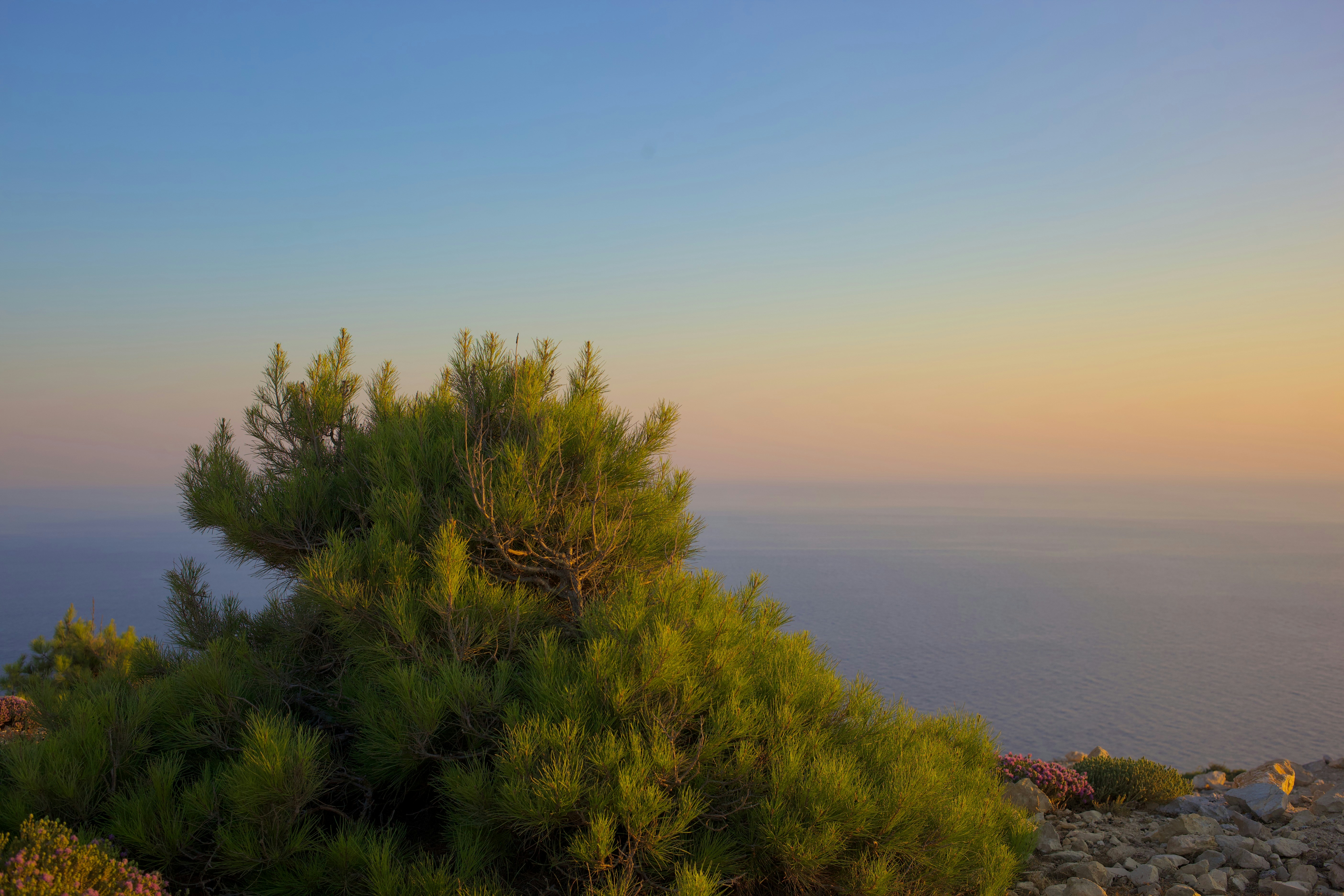 a tree with a body of water in the background, 
