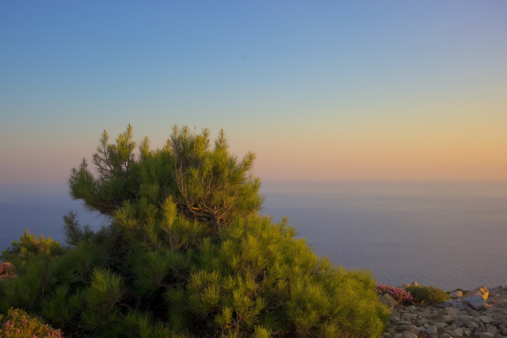 a tree with a body of water in the background