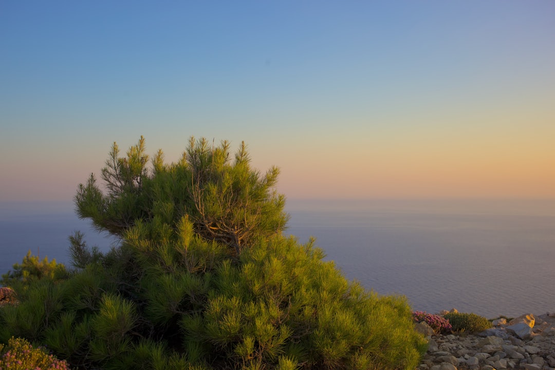 a tree with a body of water in the background,