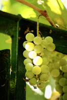 A modern, colorful illustration of a bunch of grapes with soft, glowing edges.