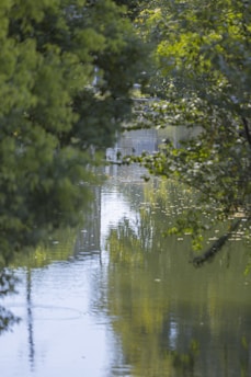 A tranquil scene of a calm body of water surrounded by lush green foliage. The water reflects the green and yellow hues of the trees, creating a harmonious blend of natural colors. Light filters through the dense leaves, adding depth and a soft glow to the image.