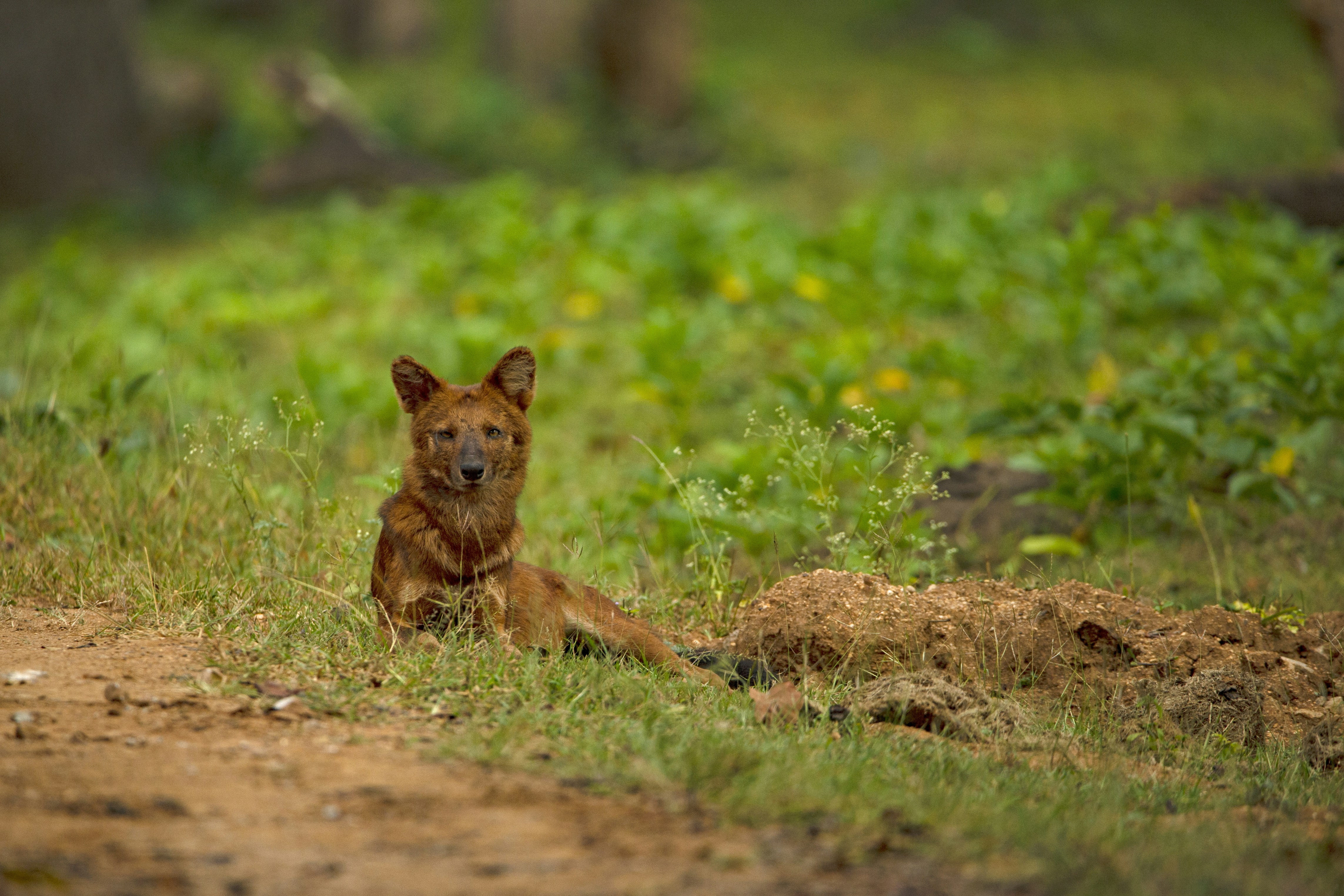 Dhole