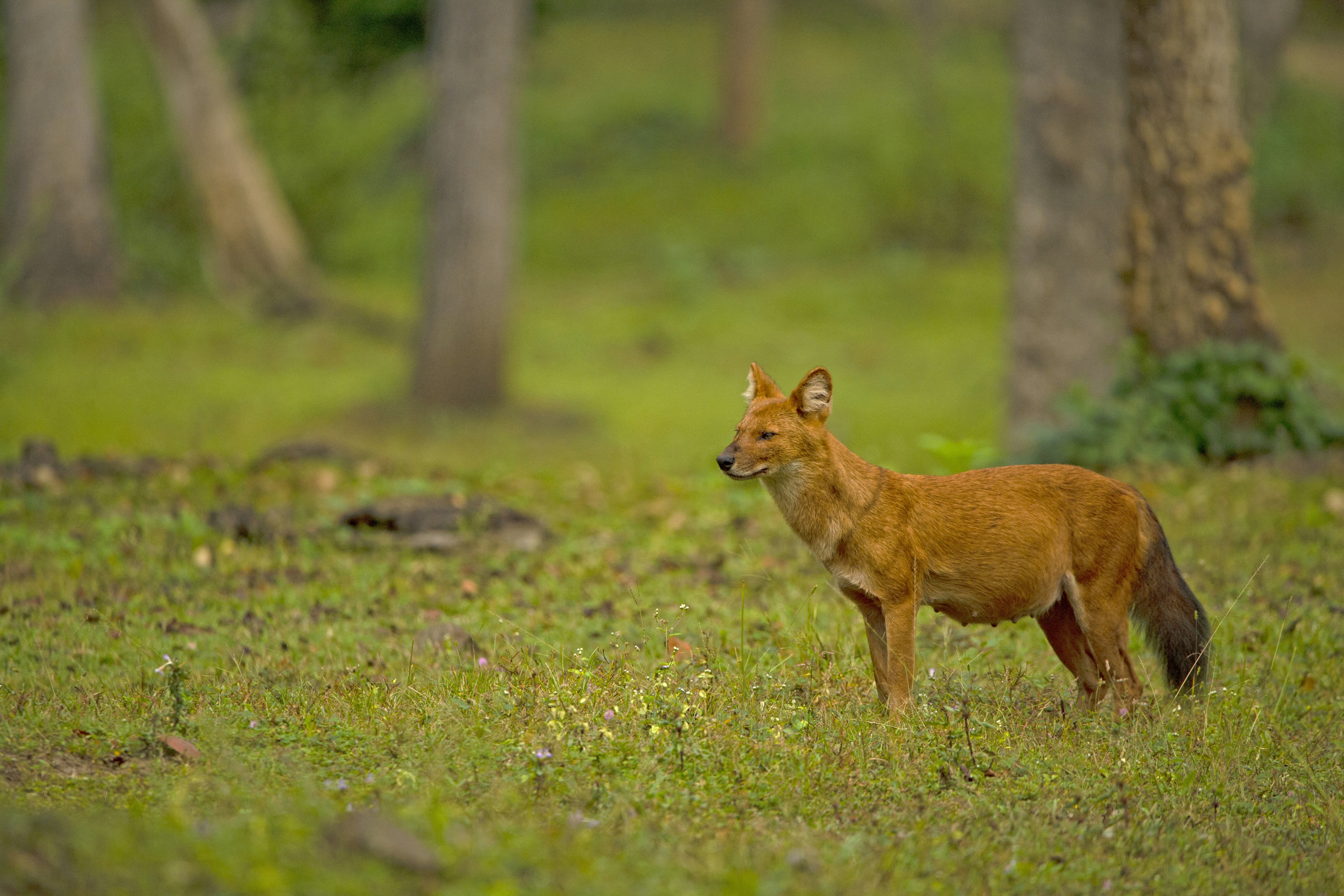 a fox standing in a grassy area