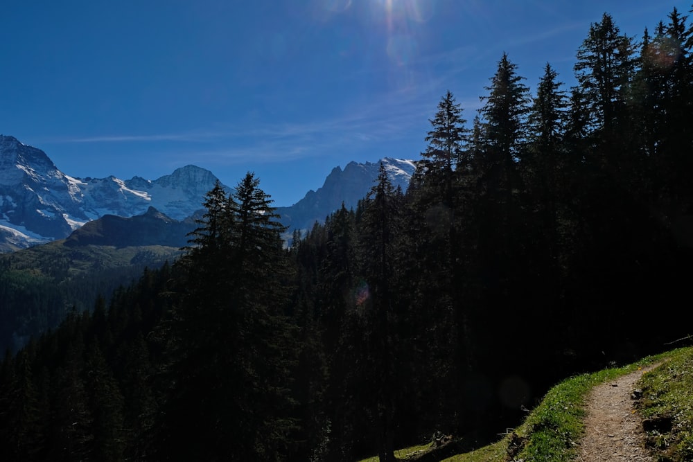 a forest of trees with mountains in the background