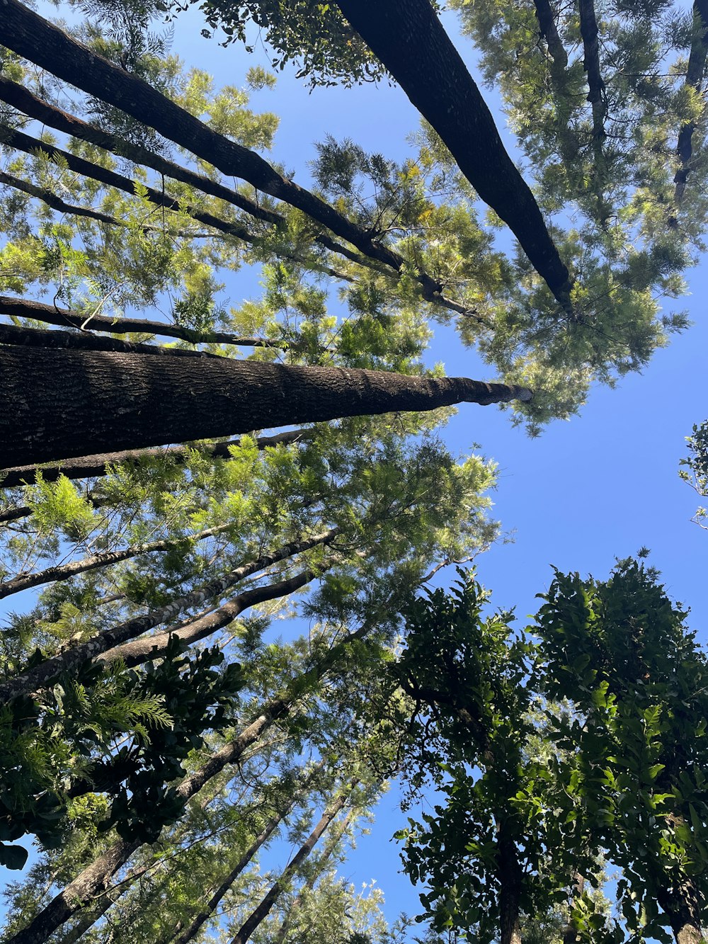 looking up at trees and blue sky