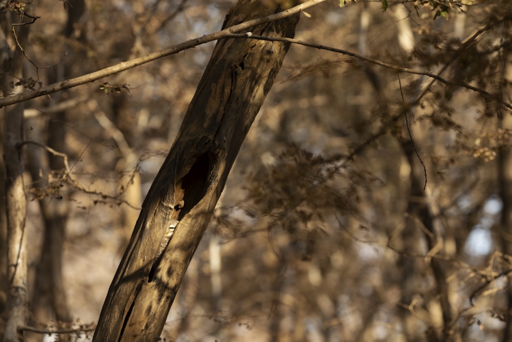 a tree branch with leaves