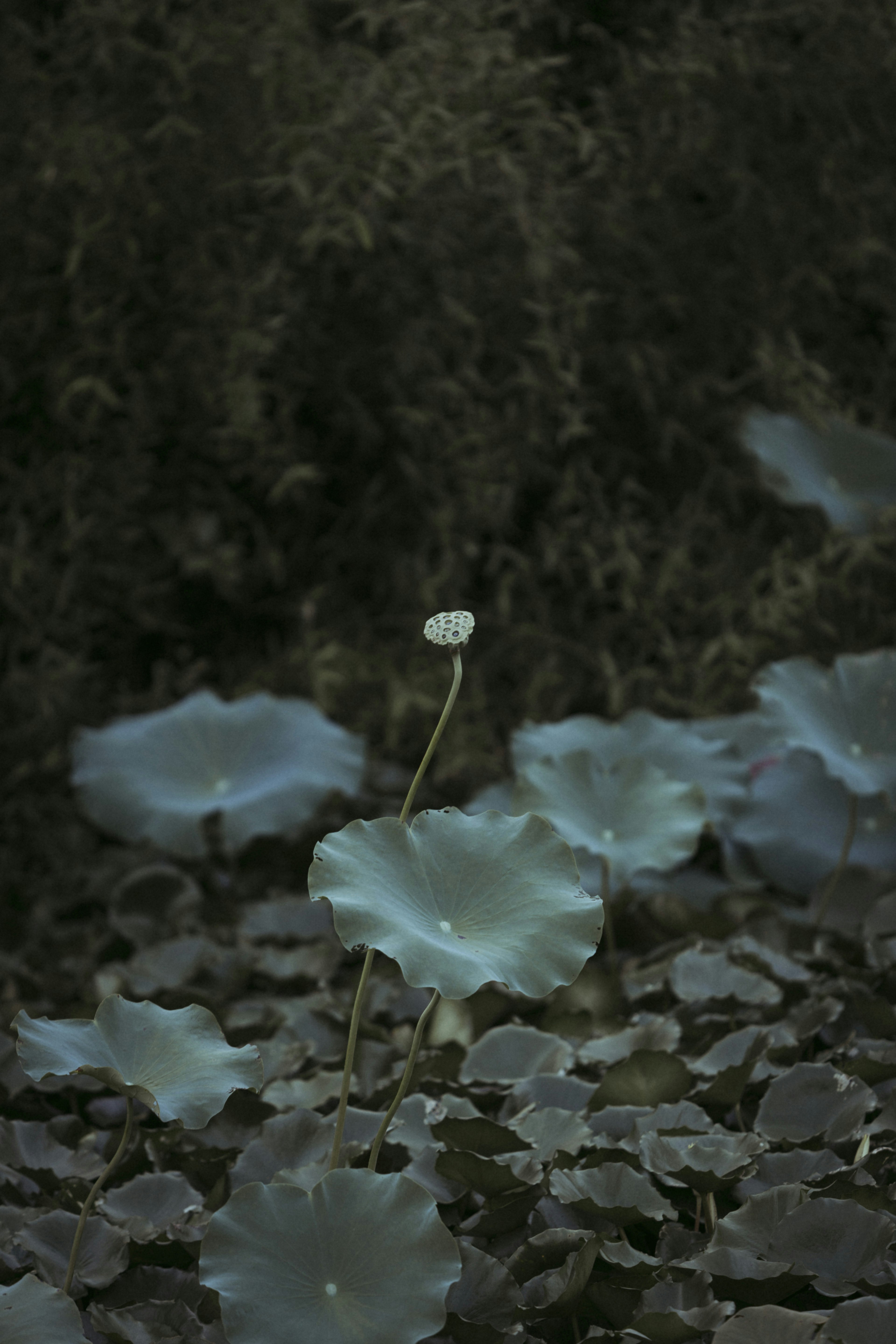 Photo by baco03