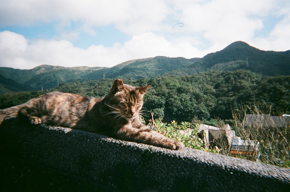 Un gato acostado en una repisa