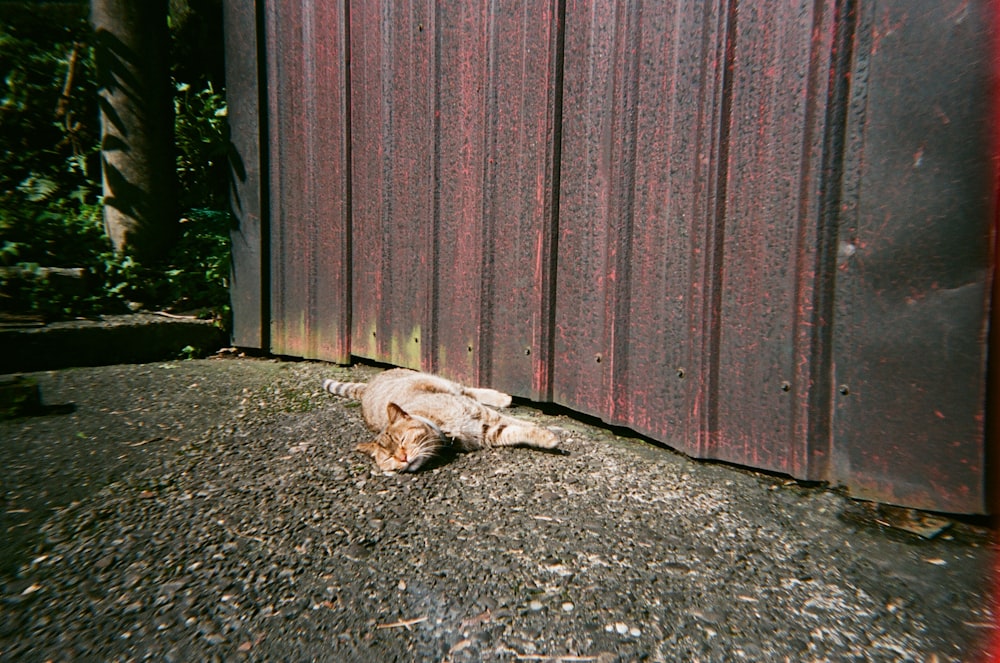 a cat lying on the ground