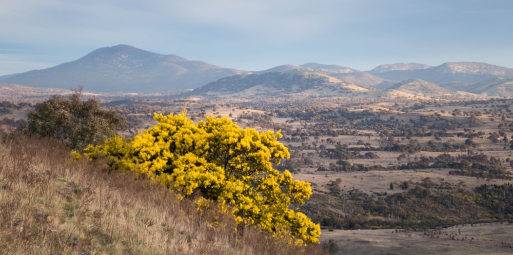 a yellow flower bush in a field