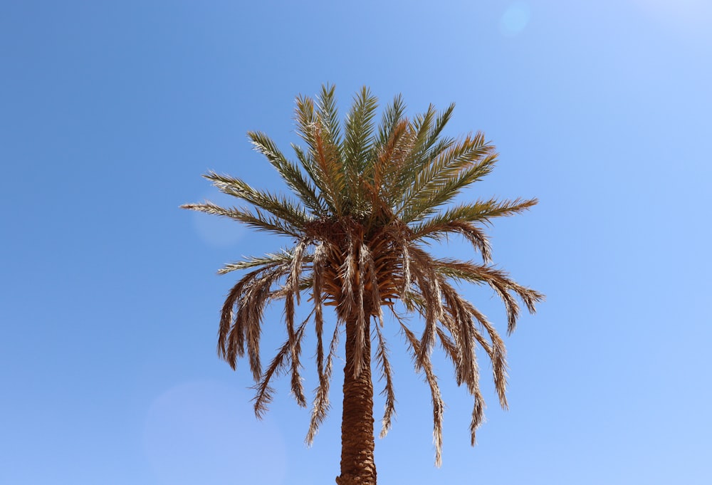 a palm tree against a blue sky