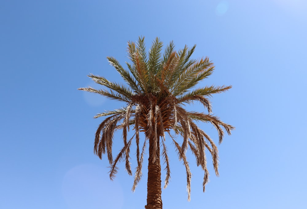 Un palmier contre un ciel bleu