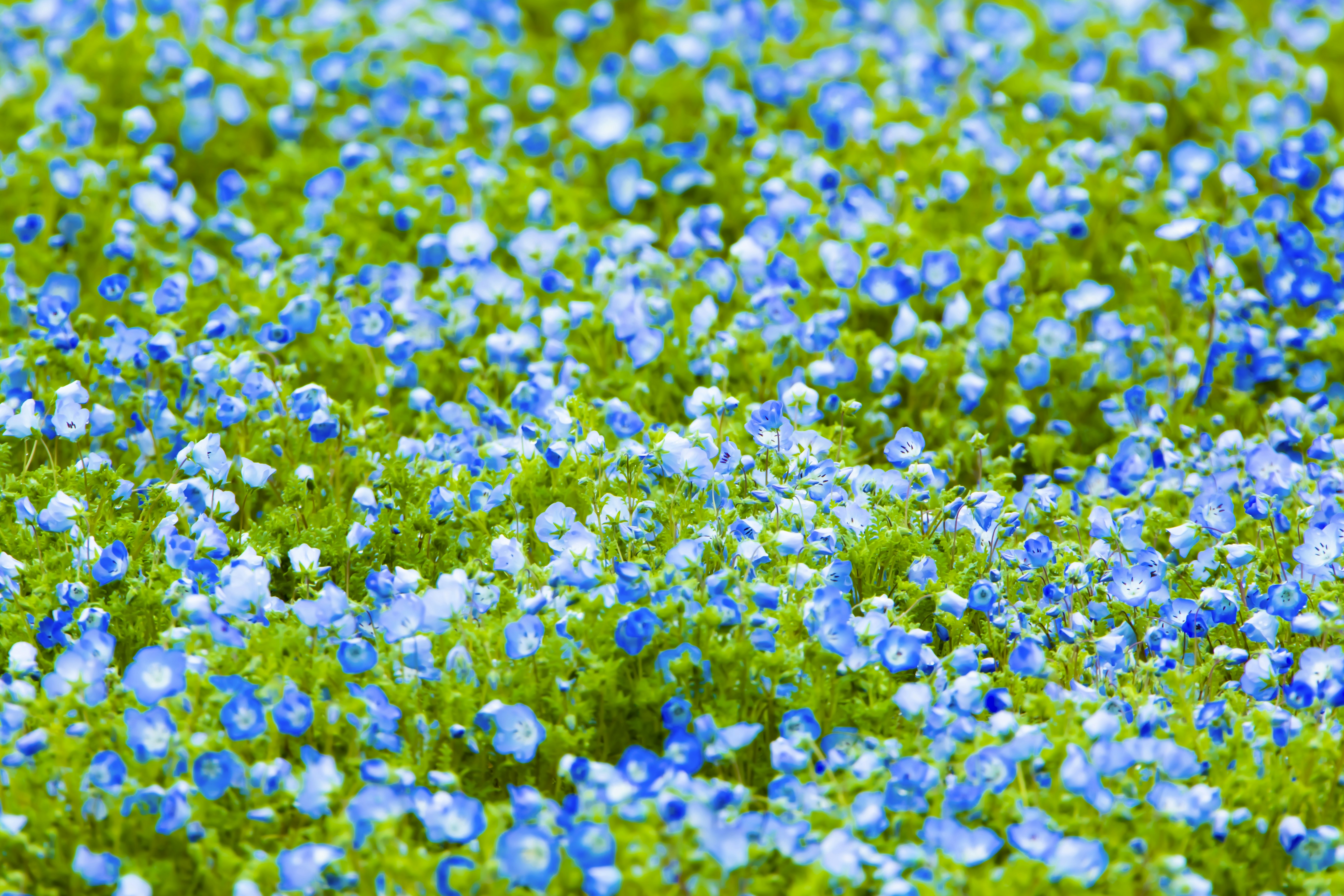 a field of blue flowers