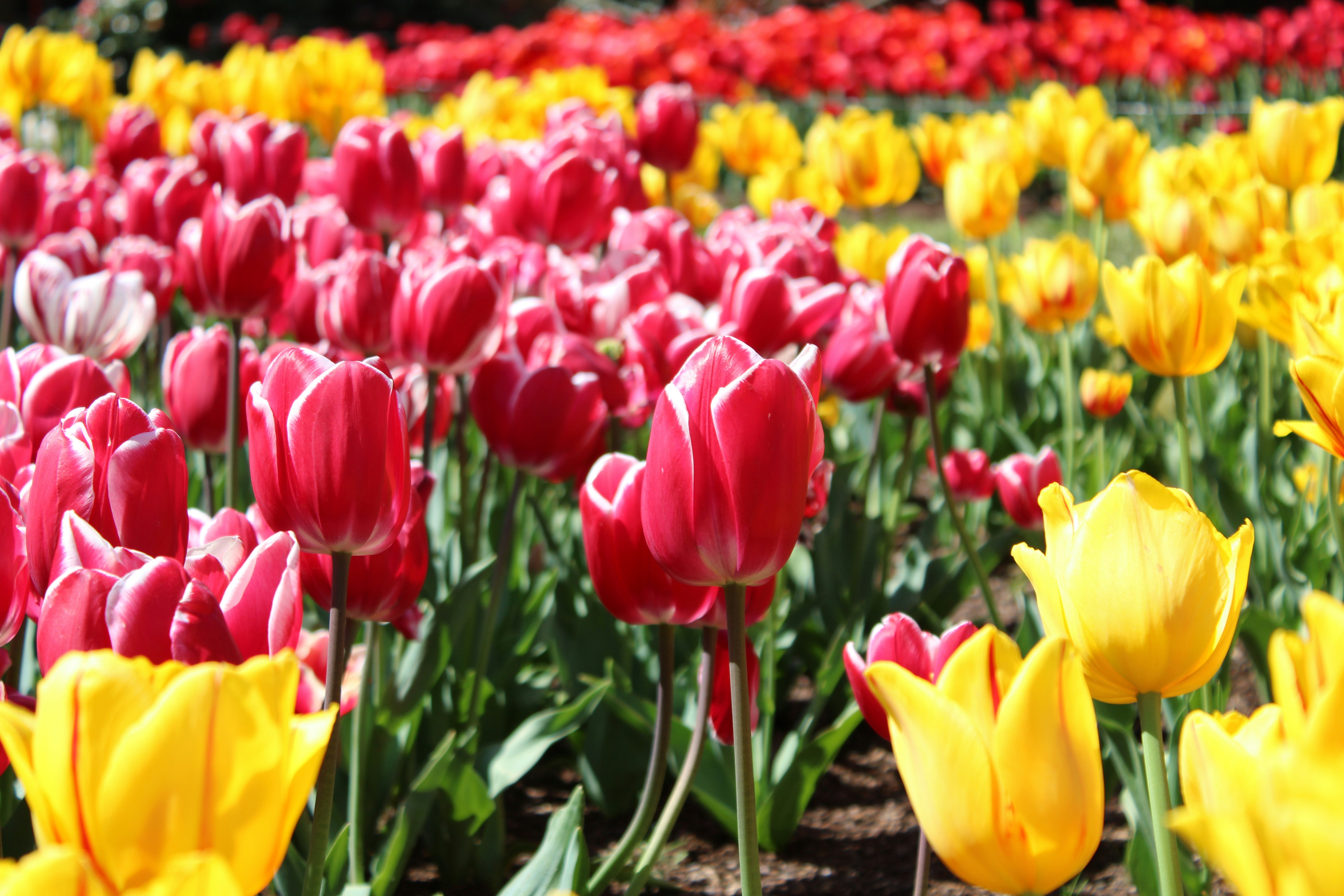 Photo by olivia_hibbins