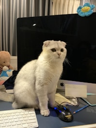A cute white cat with folded ears sits on a desk in front of a computer monitor. The cat has large, curious eyes. To the left, a stuffed toy bear and another plush toy are visible. On the desk, there are a wireless keyboard, a gaming mouse with a blue glow, and notes with handwritten text. The background shows curtains, and a small blue toy with a smiling face is attached to the top of the monitor.