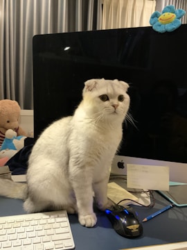 A cute white cat with folded ears sits on a desk in front of a computer monitor. The cat has large, curious eyes. To the left, a stuffed toy bear and another plush toy are visible. On the desk, there are a wireless keyboard, a gaming mouse with a blue glow, and notes with handwritten text. The background shows curtains, and a small blue toy with a smiling face is attached to the top of the monitor.