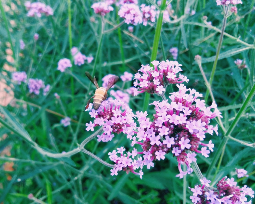 a butterfly on a flower