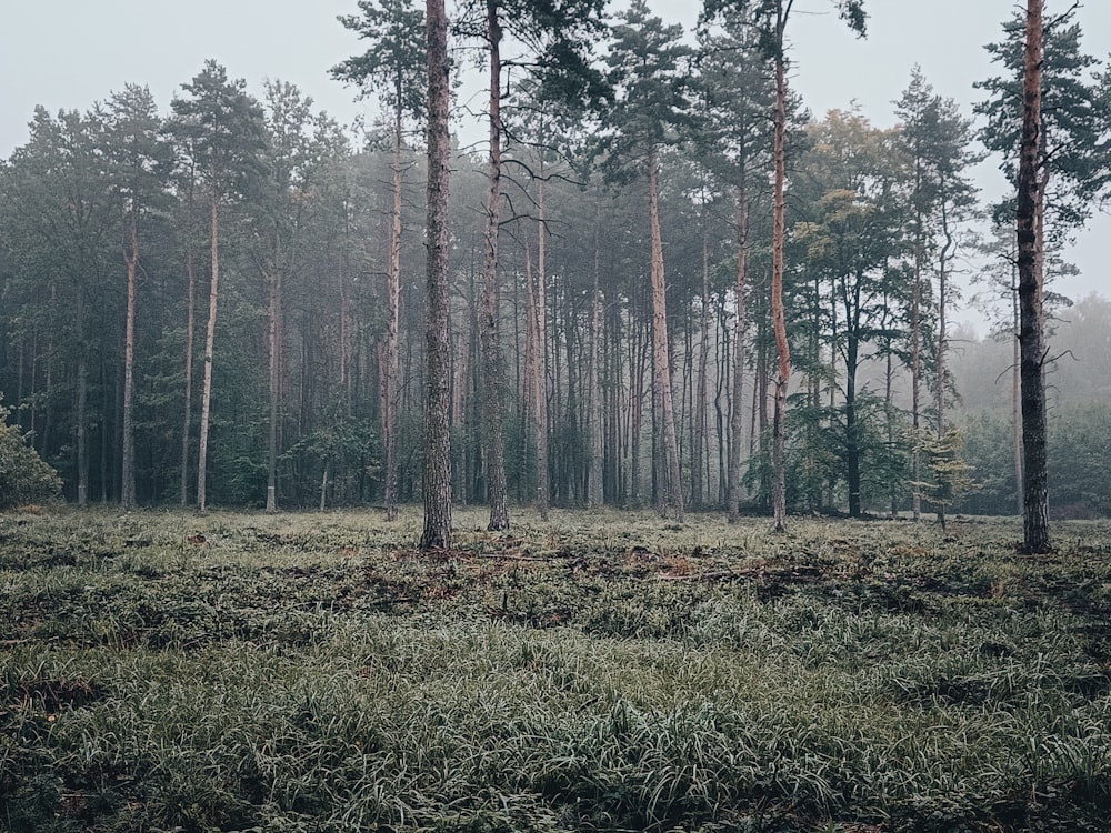 a forest of trees