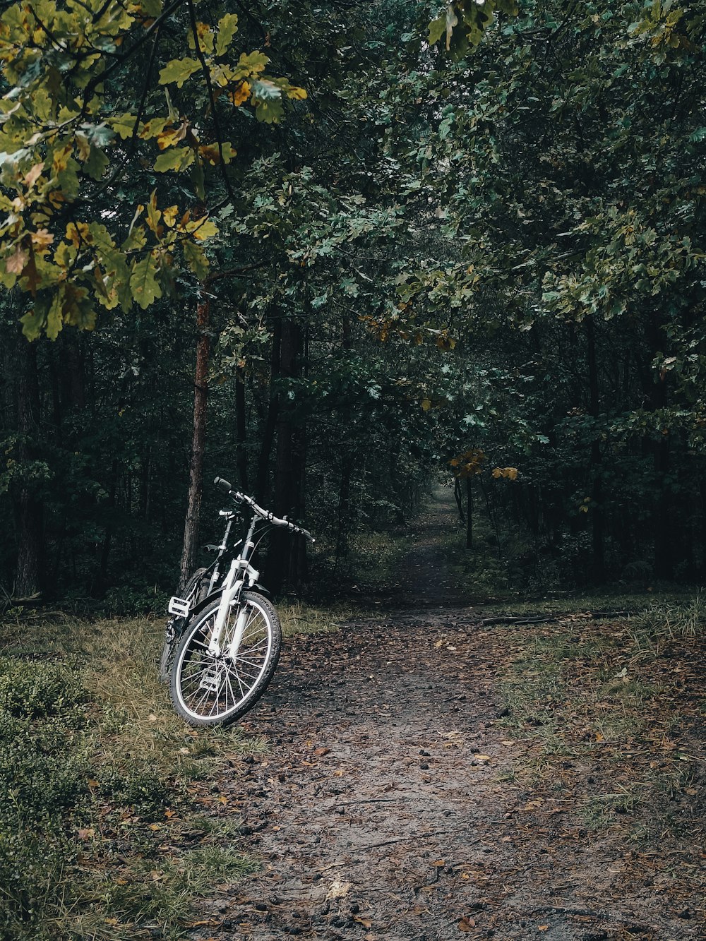 a bicycle parked in a wooded area