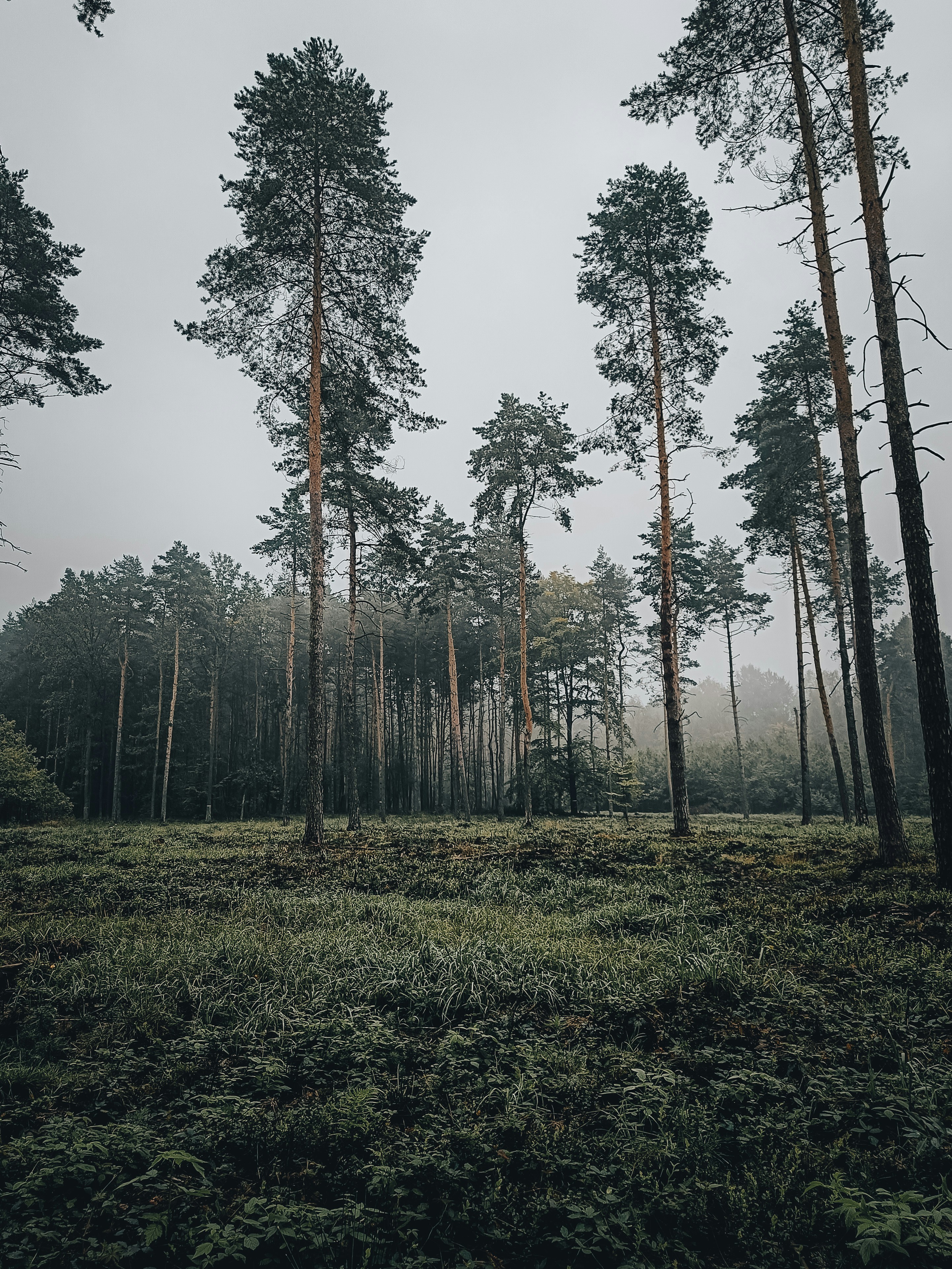 Photo by sprucejpg