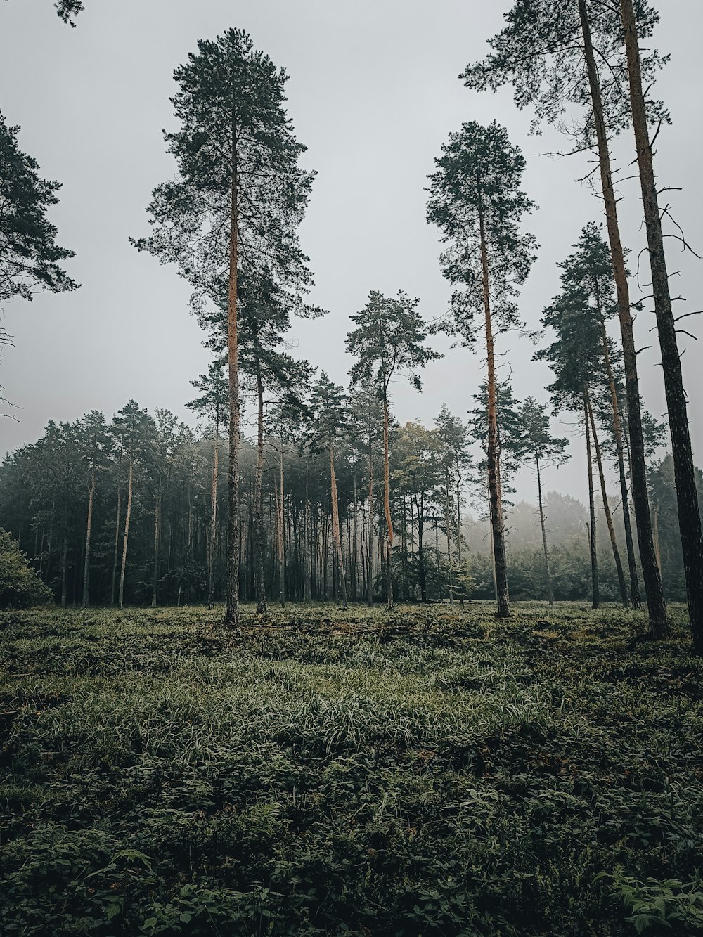 a forest of trees