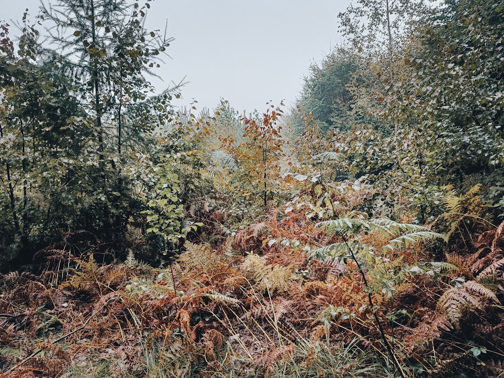 a group of trees