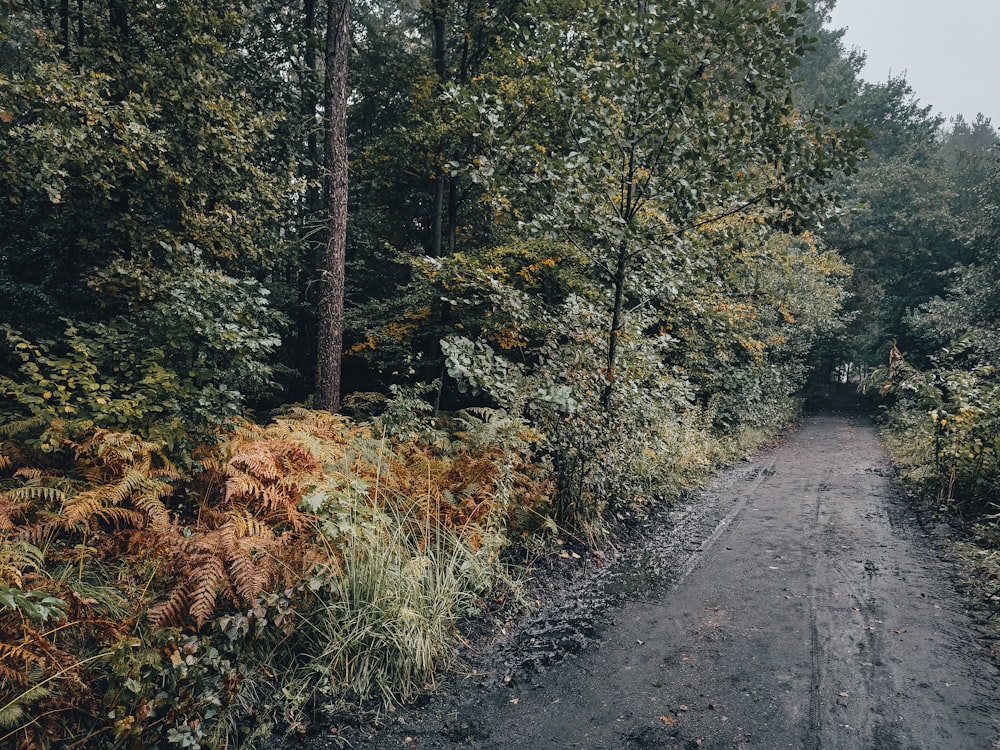 a dirt road surrounded by trees