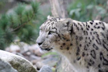 Close-up of a snow leopard gracefully perched on a rocky mountain ledge.