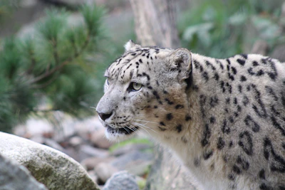 Snow leopard in Himalayan terrain with digital tracking overlays.