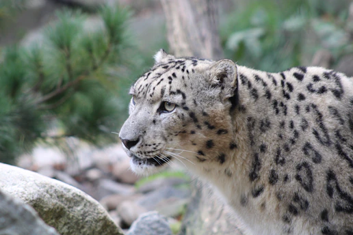 A close-up of a snow leopard perched gracefully on a rocky mountain ledge, its thick fur blending with the snowy background.