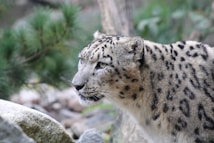A close-up view of a snow leopard with piercing eyes and a thick spotted coat. The background is blurred with natural elements like rocks and green foliage.